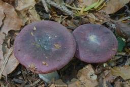 Russula turci