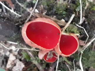 Sarcoscypha coccinea