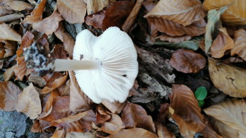 Megacollybia platyphylla