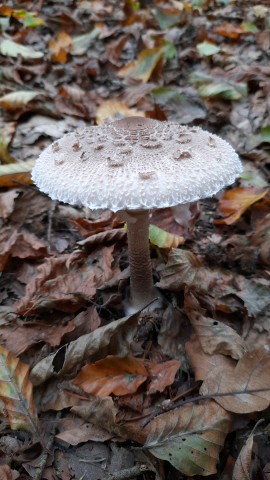 Macrolepiota procera