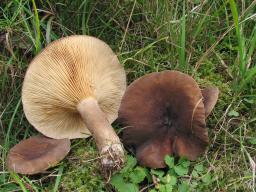 Lactarius picinus