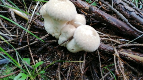 Lycoperdon perlatum