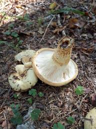 Lactarius intermedius