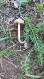 Inocybe tenebrosa