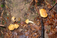 Cantharellus amethysteus