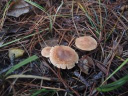 Tricholoma psammopus