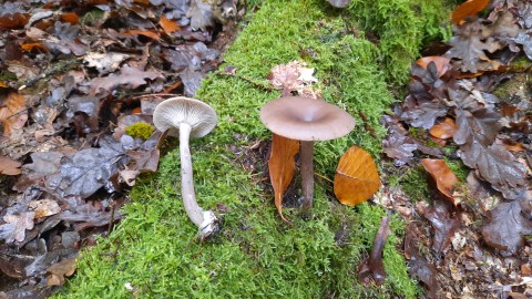 Pseudoclitocybe cyathiformis