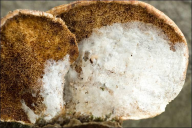 Hypomyces polyporinus