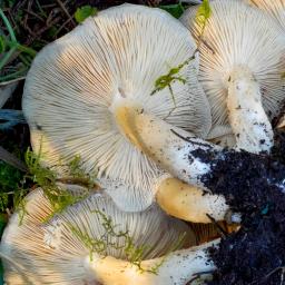 Lyophyllum loricatum