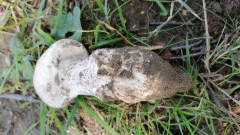 Amanita strobiliformis