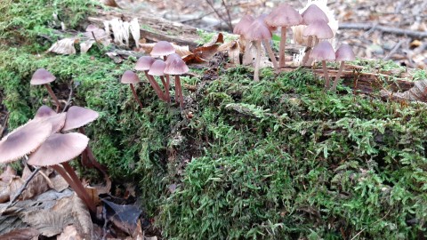 Mycena haematopus