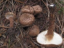 Echinoderma calcicola