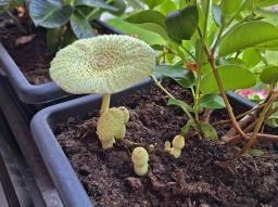 Leucocoprinus birnbaumii