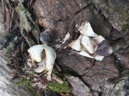 Geastrum quadrifidum