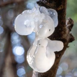 Tremella mesenterica