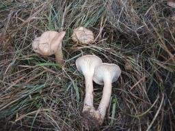 Infundibulicybe geotropa