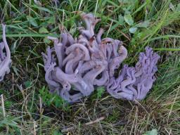 Clavaria zollingeri