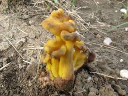 Cantharellus melanoxeros