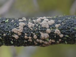 Merismodes fasciculata