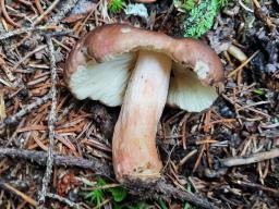 Russula favrei