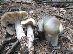 Tricholoma saponaceum