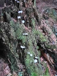 Pseudohydnum gelatinosum