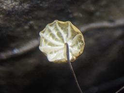 Marasmius buxi