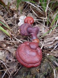 Ganoderma lucidum