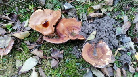 Paxillus involutus