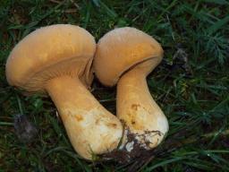 Phaeolepiota aurea