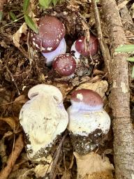 Cortinarius praestans