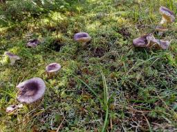 Russula amoena