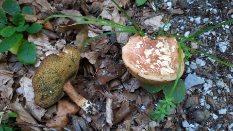 Rheubarbariboletus armeniacus