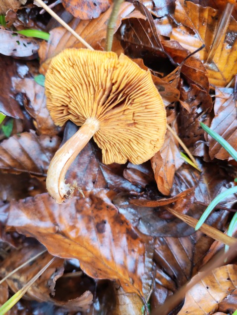 Gymnopilus penetrans