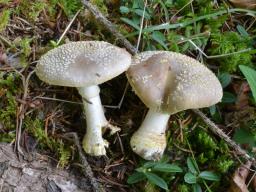 Amanita franchetii