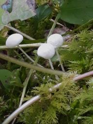 Hemimycena cucullata