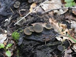 Simocybe centunculus