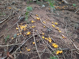 Cantharellus cibarius