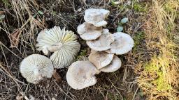 Tricholoma scalpturatum