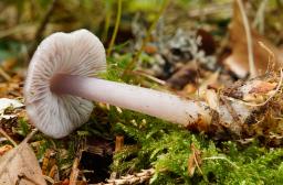Mycena rosea