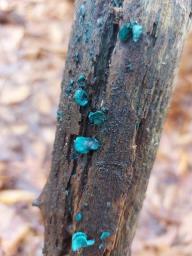 Chlorociboria aeruginascens