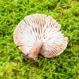 Neolentinus adhaerens