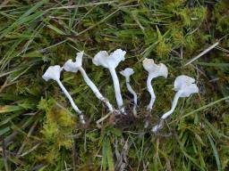 Cantharellopsis prescotii