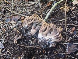 Ramaria fumigata