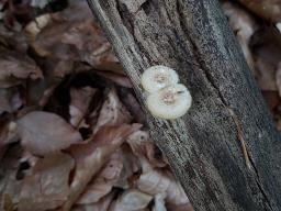 Lentinus arcularius