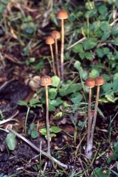 Psathyrella microrhiza