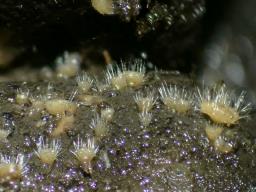 Lasiobolus macrotrichus