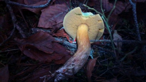 Suillus variegatus