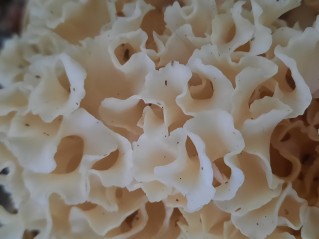 Sparassis crispa