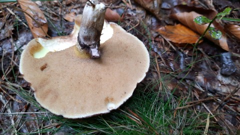 Suillus luteus